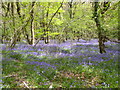Blue bells in BH16 6BS