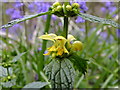 Yellow Archangel in BH16 6BS