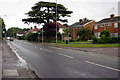 Distinctive tree on Heath Road in LU7 3HB