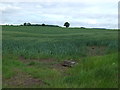 Crop field, Bole Fields in DN22 9AU