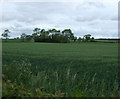 Farmland off Gainsborough Road in DN22 9BJ