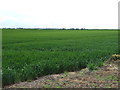 Crop field off Farhill Lane  in Ragnall