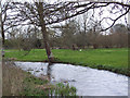 River Ebble, Stratford Tony in SP5 4AX