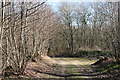 Track into Burgess Rough, near Tonbridge, Kent in TN11 0NL