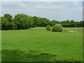 Grazing pasture near Longden Common in SY5 8AQ