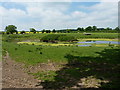 Sheep and a pool in a field at Longden Common in SY5 8AQ