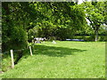 Young cattle in a field corner in SY5 8AQ