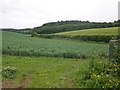 Bean field near East Combe in TA4 3ED