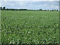 Crop field, South Scarle in South Scarle