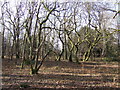 Gnarled trees in Havant Thicket in PO9 6BA