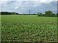 Crop field, Highfield farm in Skellingthorpe & Eagle Ward