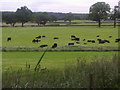 Cattle in field, Claygate in KT10 9EG