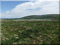 Cottongrass on top of Whinny Fell in CA8 1LX