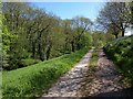 Track near Furley in EX13 7JT