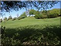 Field and trees near Furley Cross in EX13 7JT