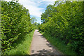 Former Railway Track in Demesne Wood in CA17 4HG