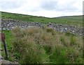 Interior of the sheepfold in Alnham