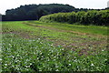 Footpath leading to Thrift Wood in Central Bedfordshire