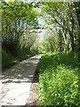 Spring foliage in the lane at Pempwell in PL17 8NA