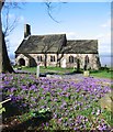 Crocuses at St. Peter's church in LA3 2PW