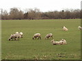 Sheep and Lambs in OX5 2UR