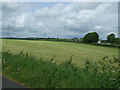 Field and power lines west of Linwood in PA3 3SE