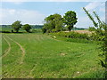 Young crop and a tributary of the Cound Brook in SY5 8HG