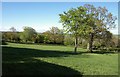 Trees along former field boundary near Cuckold's Pit in EX13 7LA