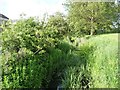 Stream downstream of the footpath bridge in NN4 5AF