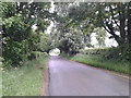 A tree tunnel on the lane north of Neston Park in SN13 9TD