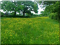 Morrilow Heath. Buttercup-filled meadow in ST10 4PF