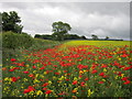 Poppies and Rape off Crayke Lane in YO61 4TP