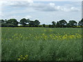 Oilseed rape crop in LN8 3QS