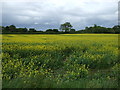 Oilseed rape crop, Castle Carlton in Reston