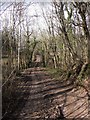 Bridleway through White's Wood in TA3 5BN