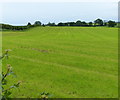 Fields along Green Lane in CV13 0DQ
