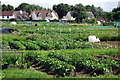 Allotments by Joe's Close in Flitton and Greenfield