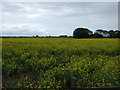 Oilseed rape crop off the A1104 in LN12 1PZ