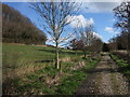 Bridleway and Orchard Wood in TA3 7BE