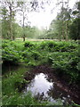 Wet woodlands of Flitwick Moor in MK45 5BU