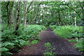 Footpath through woods in MK45 5BU