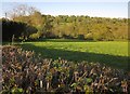 Yarty valley near Lower Farm in EX13 7TH