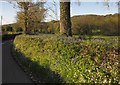 Bluebells in the Yarty valley in EX13 7TH