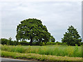 Oak by Goldhanger Road in CM9 4RB