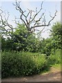 Dead oak tree in Horwood Lane in GL12 8NU