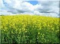 Rape field near Ceres in KY15 5NT