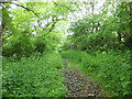 Footpath through the green splendour in SA3 1HA