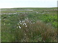 Peat with cotton grass and rushes in SA3 1HA