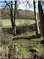 Orchard Wood from bridleway in TA3 7BQ