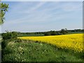 A field of oil-seed rape, south of Denver in PE38 0HH